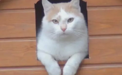 娱乐吃瓜酱小猫睡在哪里