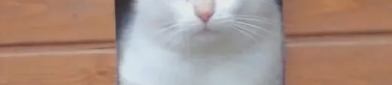 娱乐吃瓜酱小猫睡在哪里