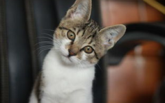 娱乐吃瓜小猫咪视频下载,揭秘热门娱乐视频幕后下载攻略