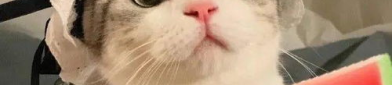 娱乐吃瓜小猫咪小说免费阅读,吃瓜小猫咪的娱乐圈冒险