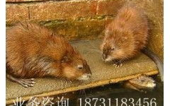 麝香鼠养殖,经济效益与生态价值并重的特种养殖项目