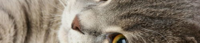 宠物猫咪,品种多样，魅力无限
