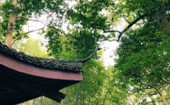 去云栖竹径有一日游吗,探寻杭州幽静山林，感受自然之美