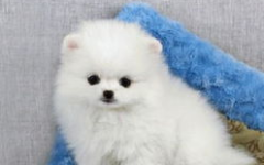 茶杯犬长不大吗,探究其为何长不大