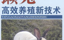 獭兔养殖技术视频,从选种到管理的关键技术解析